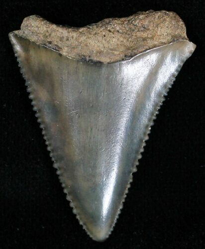 Fossil Great White Shark Tooth - #18537